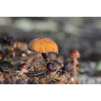 Frozen Mushrum (14)-6752567-33034.webp